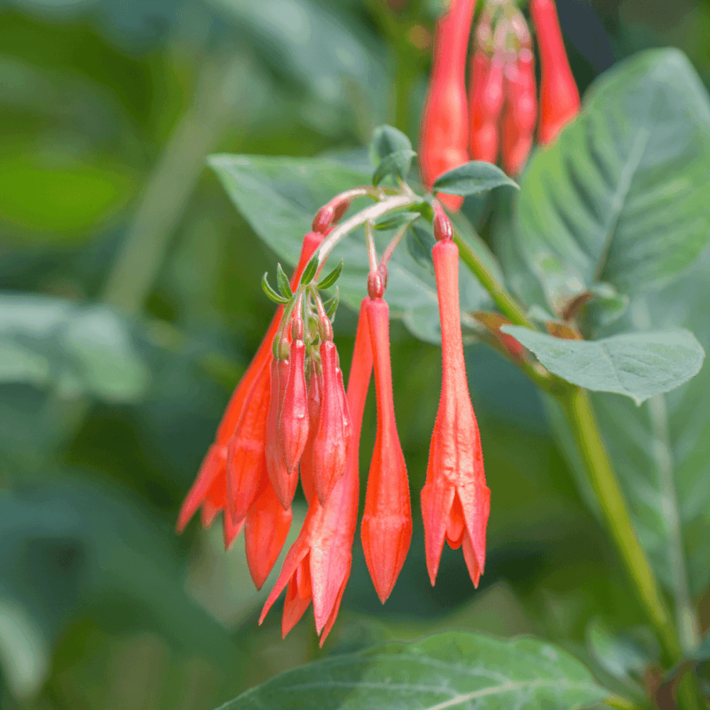 Fuchsia de Californie - Zauschneria californica - FLEURANDIE