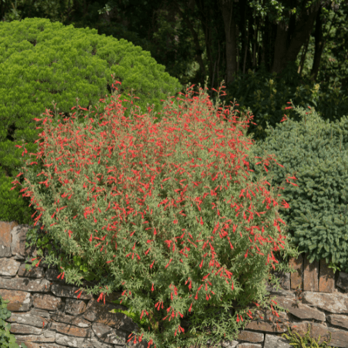 Fuchsia de Californie - Zauschneria californica - FLEURANDIE