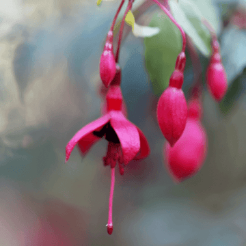 Fuchsia de Magellan 'Genii' - Fuchsia magellanica 'Genii'