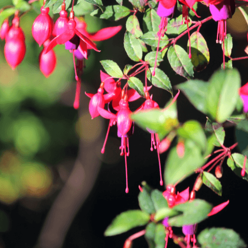 Fuchsia de Magellan 'Genii' - Fuchsia magellanica 'Genii' - FLEURANDIE