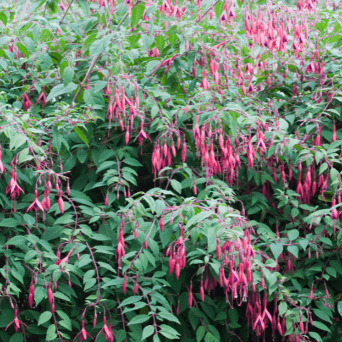 Fuchsia de Magellan 'Riccartonii' - Fuchsia magellanica 'Riccartonii' - FLEURANDIE