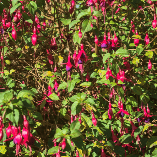 Fuchsia de Magellan 'Riccartonii' - Fuchsia magellanica 'Riccartonii' - FLEURANDIE