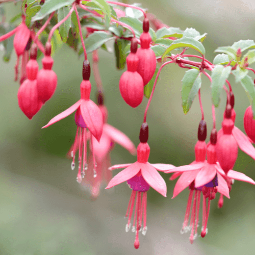 Fuchsia de Magellan 'Riccartonii' - Fuchsia magellanica 'Riccartonii' - FLEURANDIE