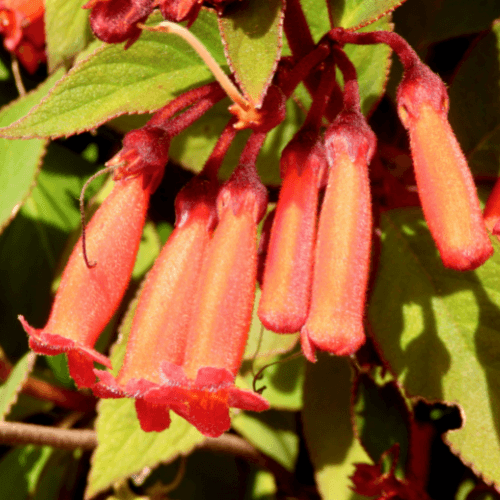 Fuchsia du cap orangé rouge 'Passionate' - Phygelius recta 'Passionate' - FLEURANDIE