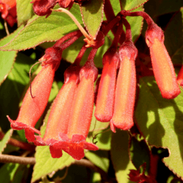 Fuchsia du cap orangé rouge 'Passionate' - Phygelius recta 'Passionate'