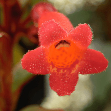 Fuchsia du cap orangé rouge 'Passionate' - Phygelius recta 'Passionate'