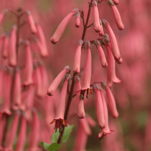 Fuchsia du cap orangé rouge 'Passionate' - Phygelius recta 'Passionate' - FLEURANDIE