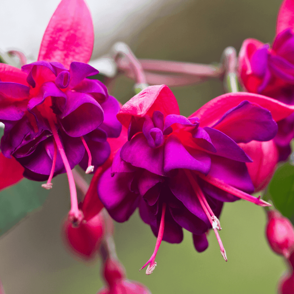 Fuchsia 'Mrs Popple' - Fuchsia 'Mrs Popple' - FLEURANDIE