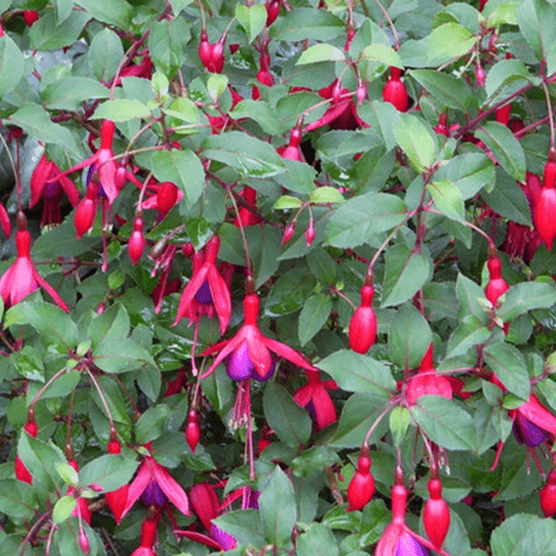 Fuchsia 'Mrs Popple' - Fuchsia 'Mrs Popple' - FLEURANDIE