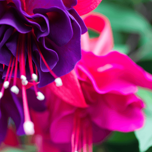 Fuchsia 'Mrs Popple' - Fuchsia 'Mrs Popple' - FLEURANDIE