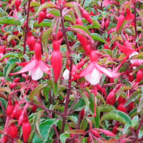 Fuchsia 'Sun cherry' - Fuchsia 'Sun cherry' - FLEURANDIE