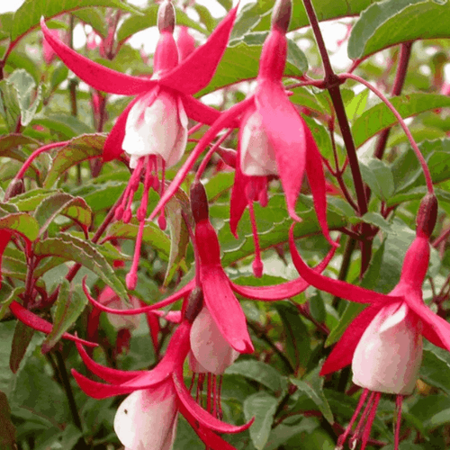 Fuchsia 'Sun cherry' - Fuchsia 'Sun cherry' - FLEURANDIE