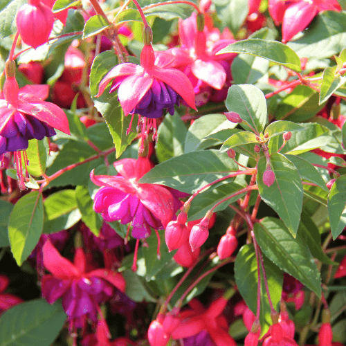 Fuchsia 'Therese Dupuis' - Fuchsia 'Therese Dupuis' - FLEURANDIE