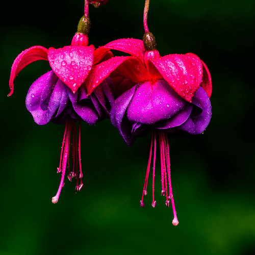 Fuchsia 'Therese Dupuis' - Fuchsia 'Therese Dupuis' - FLEURANDIE