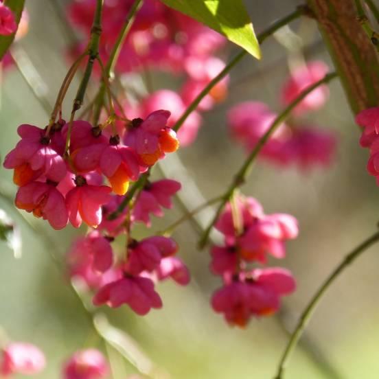 Fusain ailé nain - Euonymus alatus Compactus - FLEURANDIE