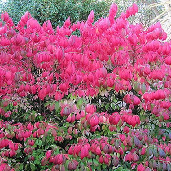 Fusain ailé nain - Euonymus alatus Compactus - FLEURANDIE