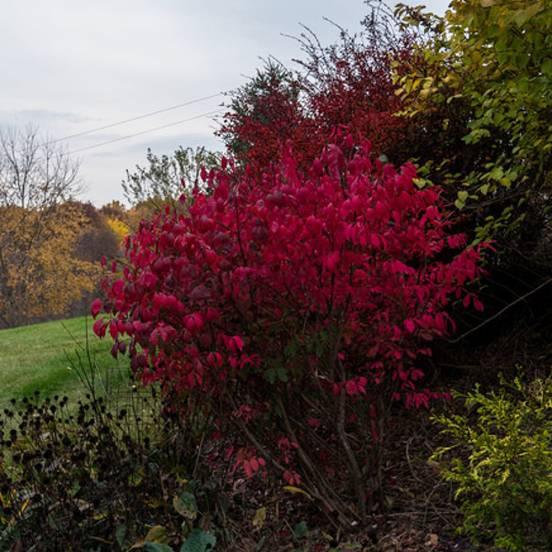 Fusain ailé nain - Euonymus alatus Compactus - FLEURANDIE