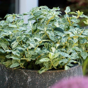 Fusain persistant 'Harlequin' - Euonymus fortunei 'Harlequin'