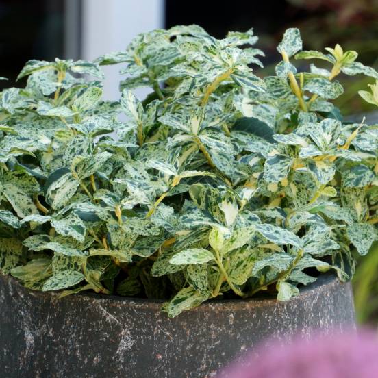 Fusain persistant 'Harlequin'