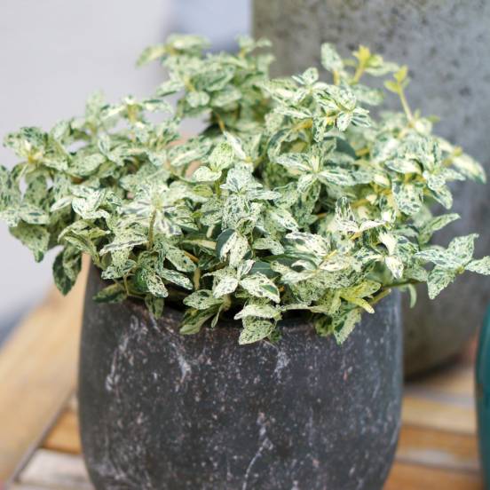 Fusain persistant 'Harlequin'