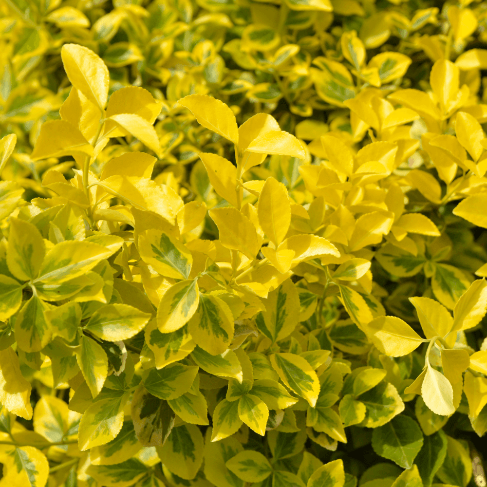 Fusain du Japon 'Aureomarginetus' - Euonymus japonicus 'Aureomarginatus' - FLEURANDIE