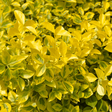 Fusain du Japon 'Aureomarginetus' - Euonymus japonicus 'Aureomarginatus'