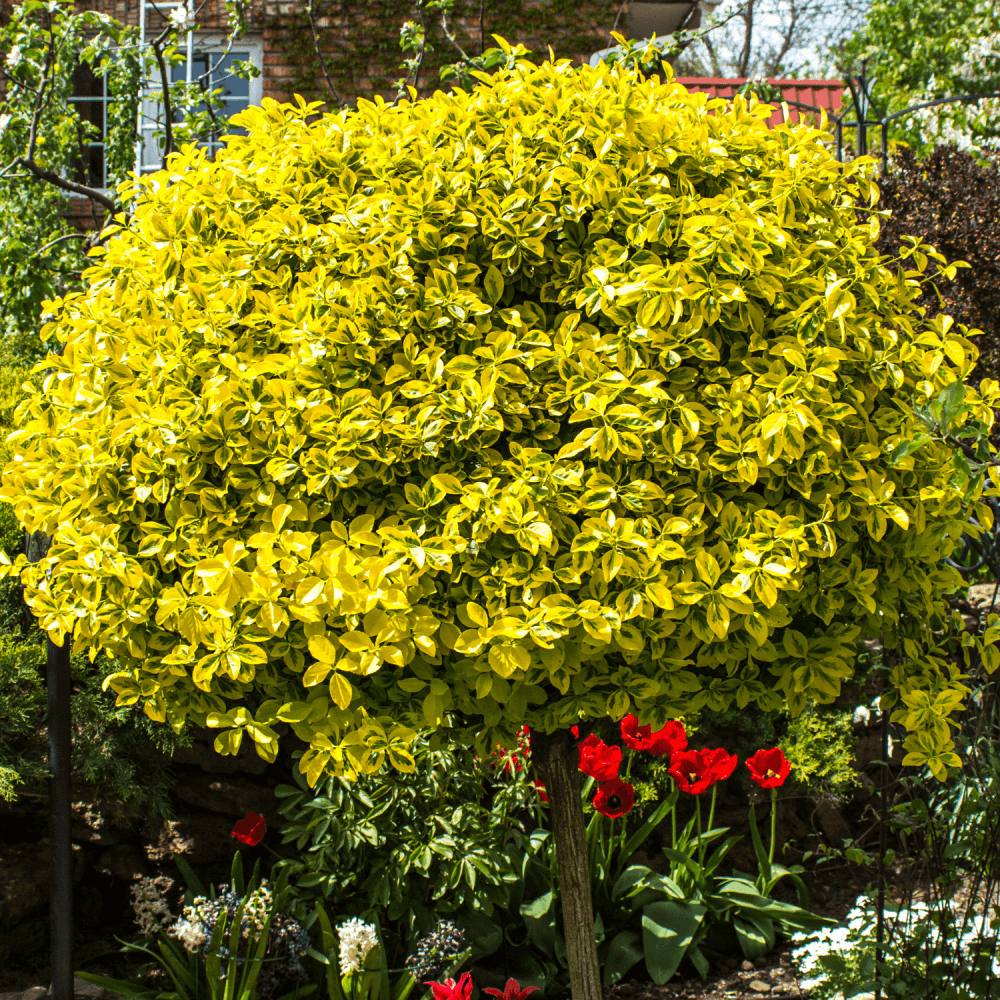 Fusain du Japon 'Aureomarginetus' - Euonymus japonicus 'Aureomarginatus' - FLEURANDIE