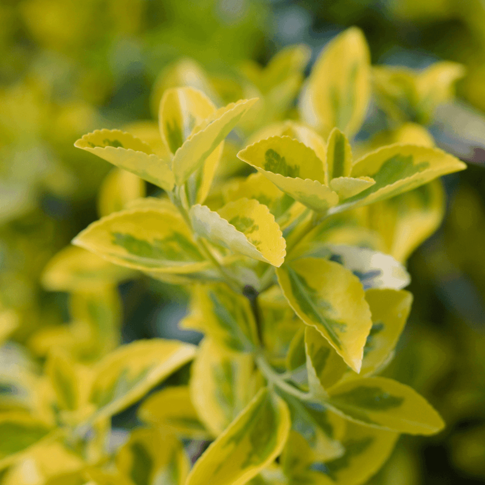 Fusain du Japon 'Aureomarginetus' - Euonymus japonicus 'Aureomarginatus' - FLEURANDIE