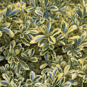 Fusain du Japon 'Bravo' - Euonymus japonicus 'Bravo' - FLEURANDIE