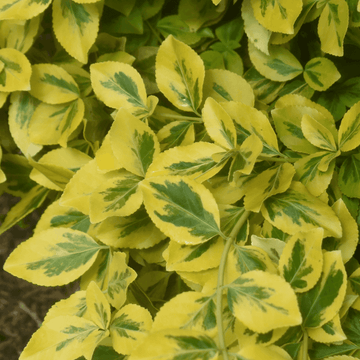 Fusain du Japon 'Elegantissimus Aureus' - Euonymus japonicus 'Elegantissimus Aureus'