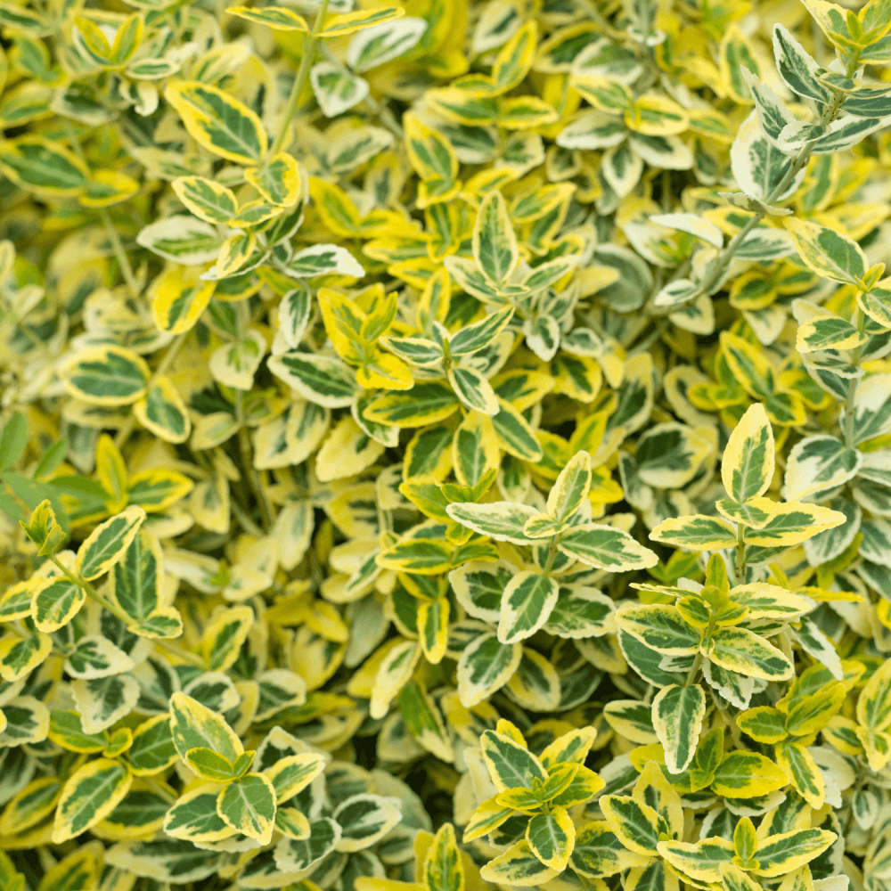 Fusain du Japon 'Elegantissimus Aureus' - Euonymus japonicus 'Elegantissimus Aureus' - FLEURANDIE