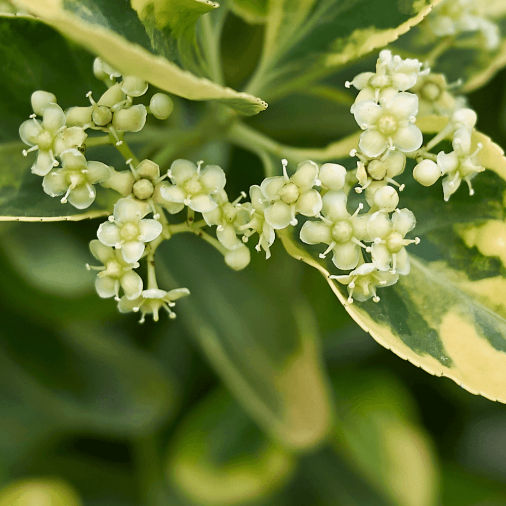 Fusain du Japon 'Elegantissimus Aureus' - Euonymus japonicus 'Elegantissimus Aureus' - FLEURANDIE