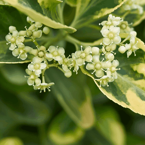 Fusain du Japon 'Elegantissimus Aureus' - Euonymus japonicus 'Elegantissimus Aureus' - FLEURANDIE