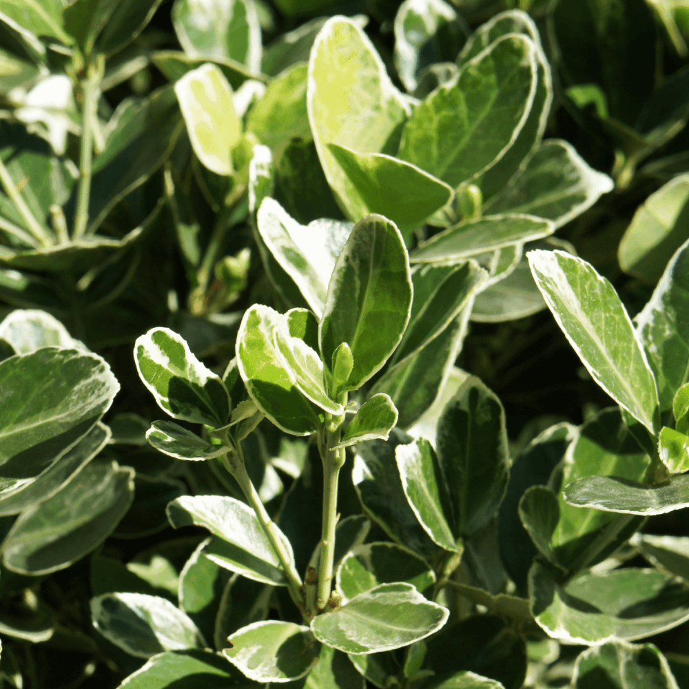 Fusain du Japon - Euonymus japonicus - FLEURANDIE