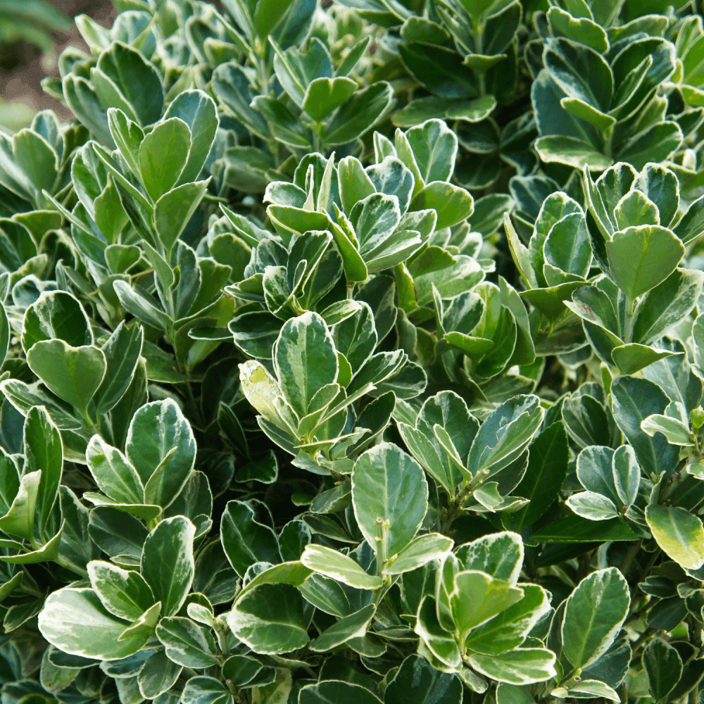 Fusain du Japon - Euonymus japonicus - FLEURANDIE