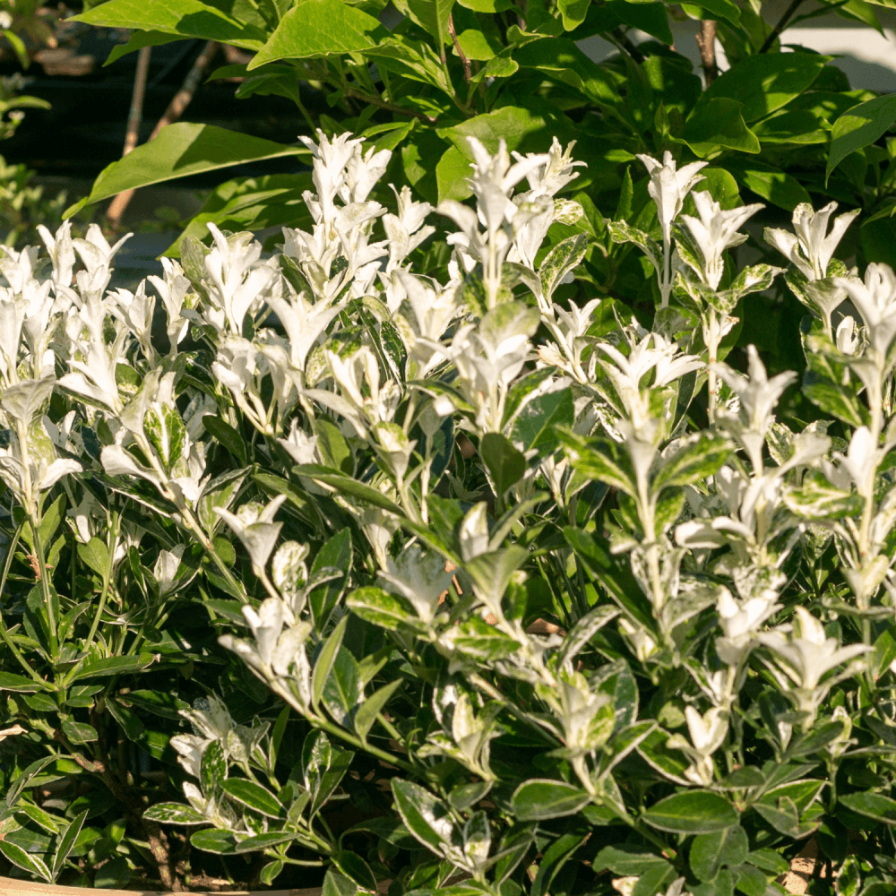 Fusain du Japon 'Himalaya' - Euonymus japonicus 'Himalaya' - FLEURANDIE