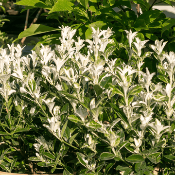 Fusain du Japon 'Himalaya' - Euonymus japonicus 'Himalaya'