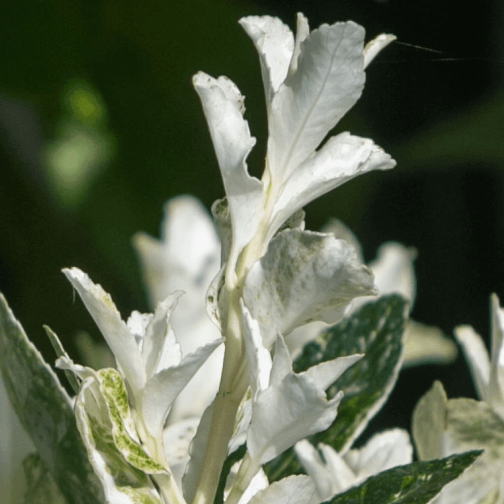 Fusain du Japon 'Himalaya' - Euonymus japonicus 'Himalaya' - FLEURANDIE