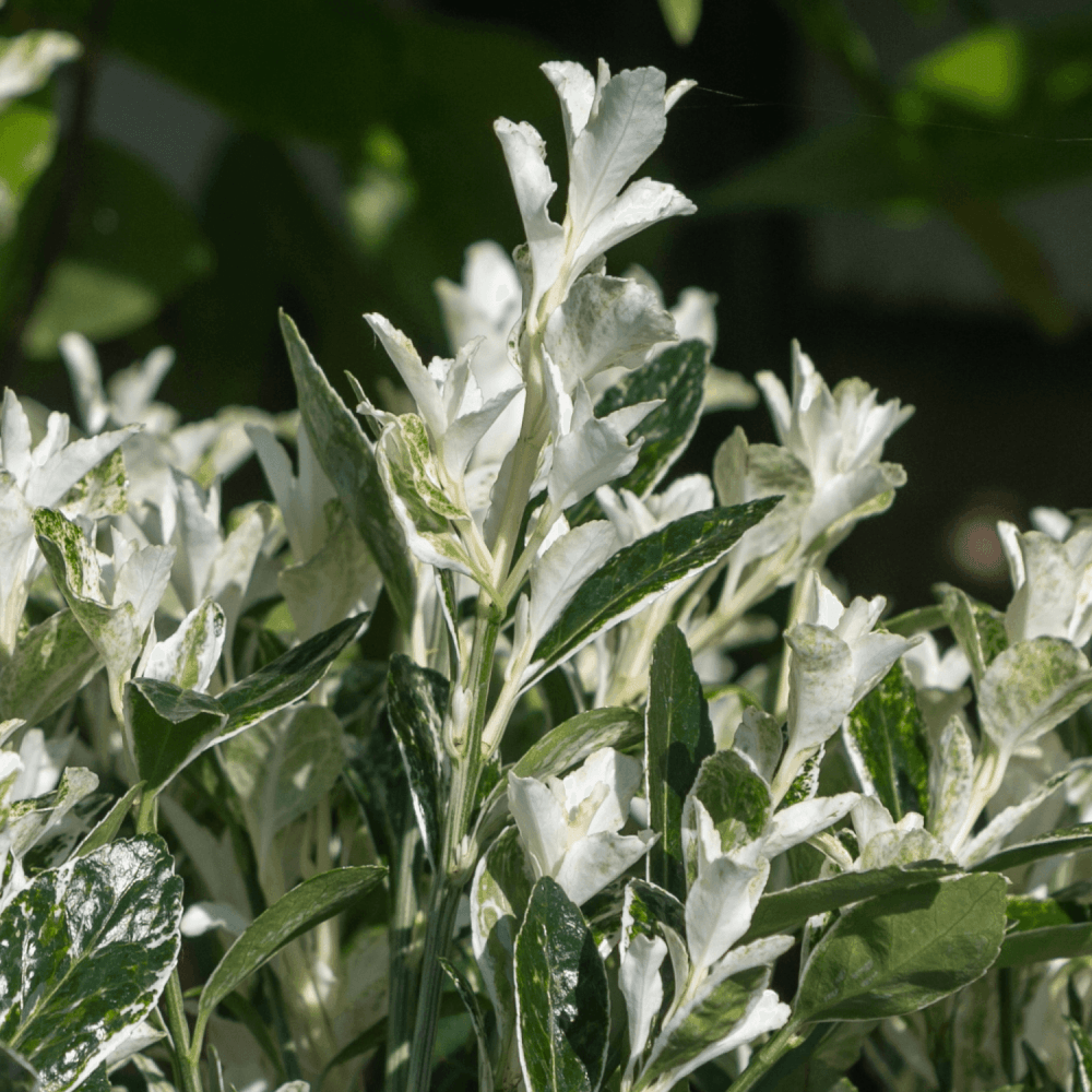 Fusain du Japon 'Himalaya' - Euonymus japonicus 'Himalaya' - FLEURANDIE