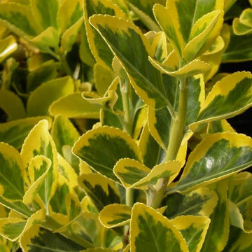 Fusain du Japon 'Microphyllus Aureovariegatus' - Euonymus japonicus 'Microphyllus Aureovariegatus'