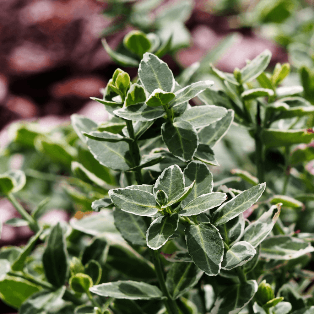 Fusain persistant 'Emerald Gaiety' - Euonymus fortunei 'Emerald Gaiety' - FLEURANDIE