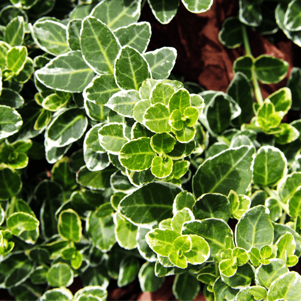 Fusain persistant 'Emerald Gaiety' - Euonymus fortunei 'Emerald Gaiety' - FLEURANDIE