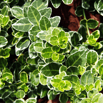 Fusain persistant 'Emerald Gaiety' - Euonymus fortunei 'Emerald Gaiety'