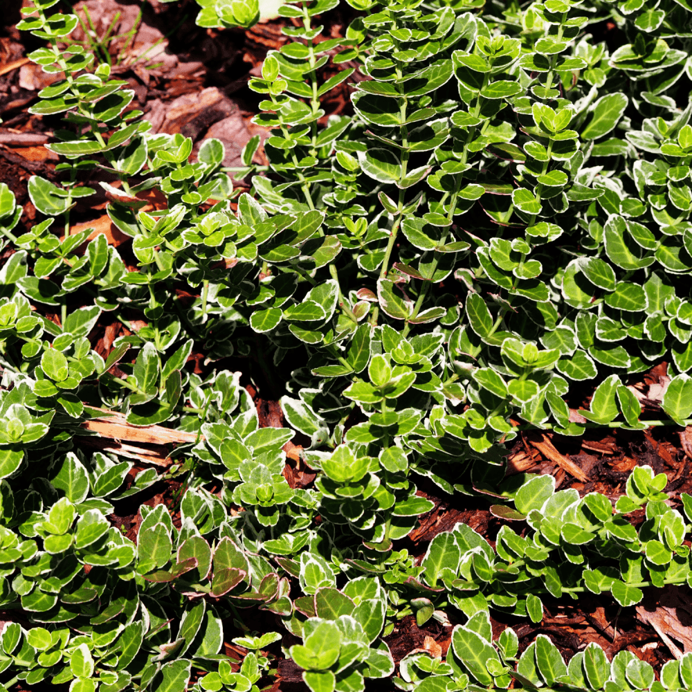 Fusain persistant 'Emerald Gaiety' - Euonymus fortunei 'Emerald Gaiety' - FLEURANDIE