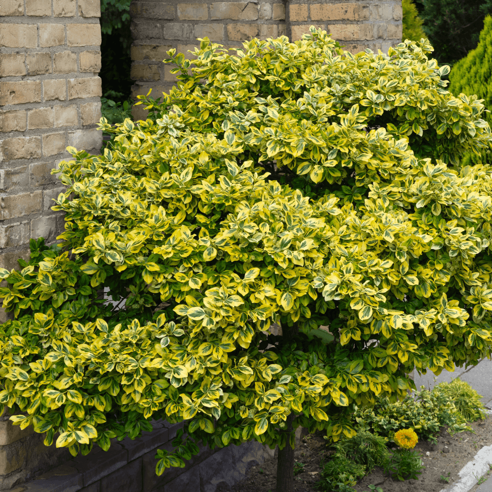 Fusain persistant 'Emerald & gold' - Euonymus fortunei 'Emerald & gold' - FLEURANDIE