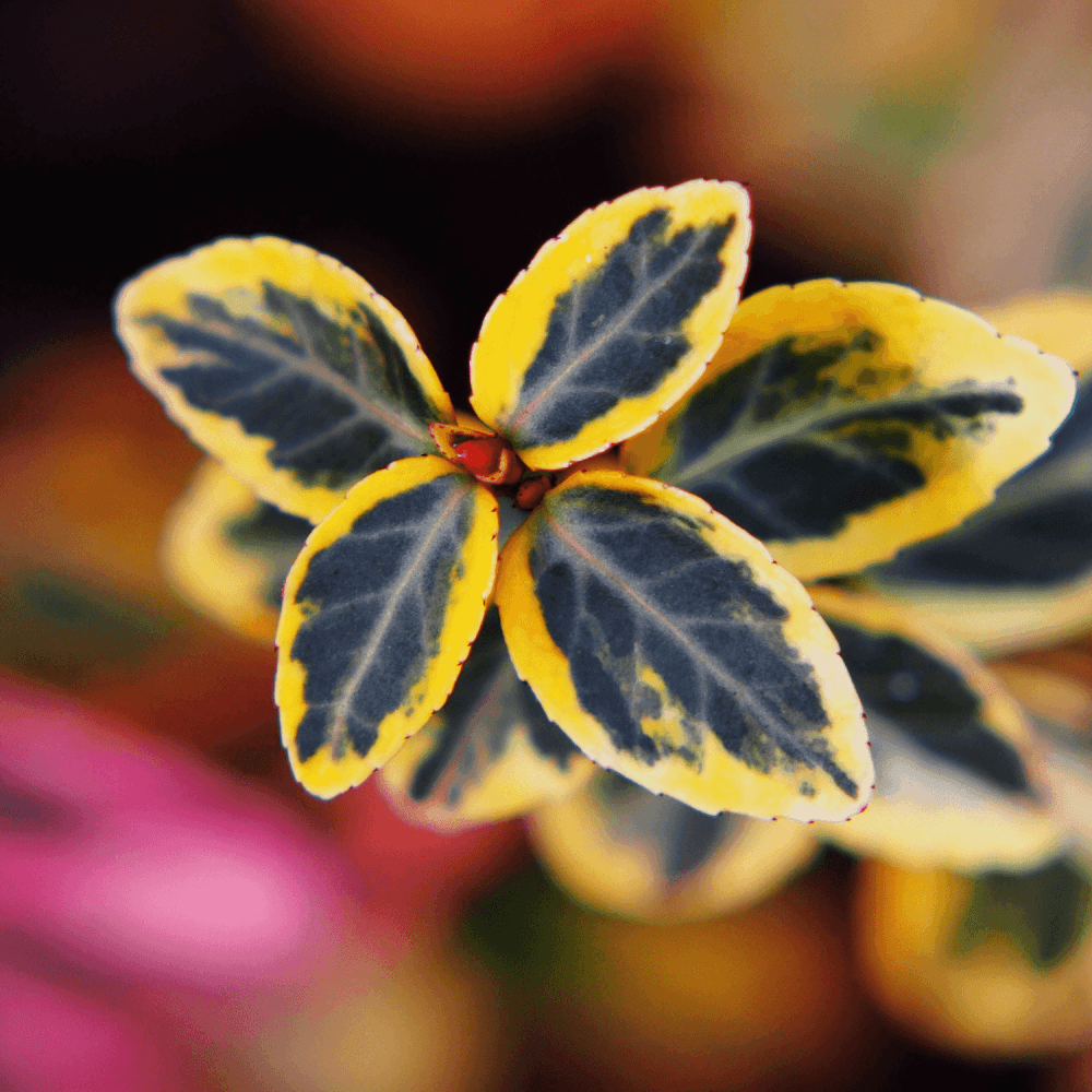 Fusain persistant 'Emerald & gold' - Euonymus fortunei 'Emerald & gold' - FLEURANDIE