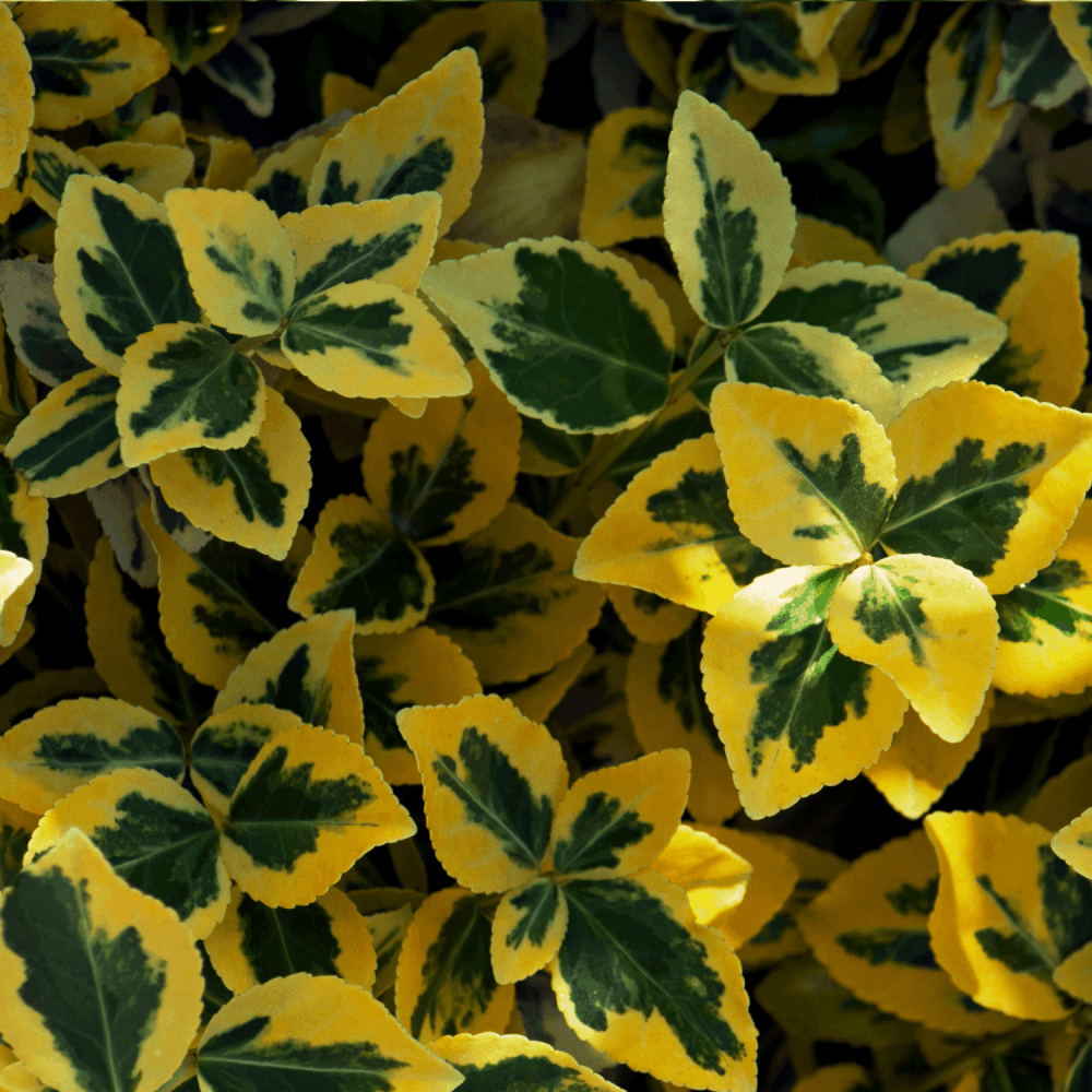 Fusain persistant 'Emerald & gold' - Euonymus fortunei 'Emerald & gold' - FLEURANDIE