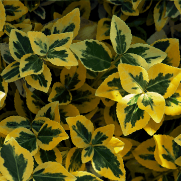 Fusain persistant 'Emerald & gold' - Euonymus fortunei 'Emerald & gold'