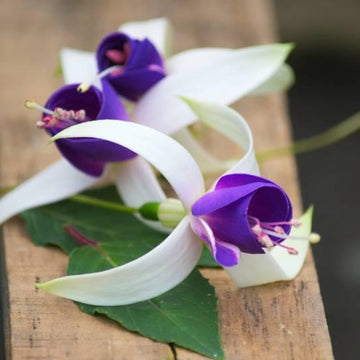 Fuschia hybride 'Blue Sarah' - Fuchsia X 'Blue Sarah'