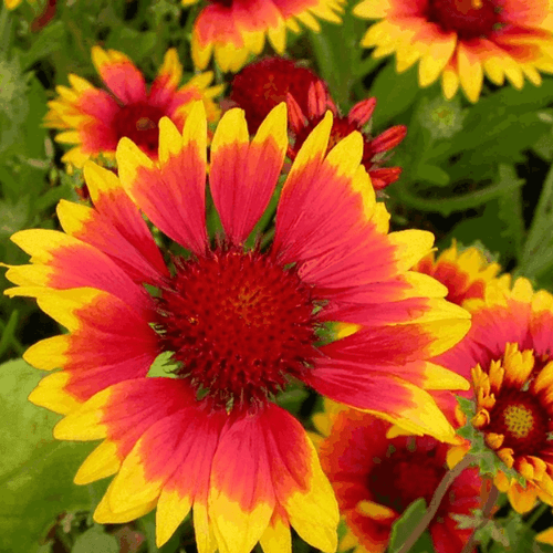 Gaillarde 'Royale' - Gaillardia aristata 'Royale' - FLEURANDIE